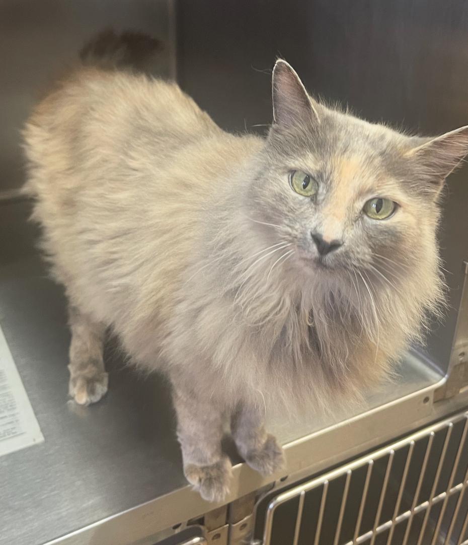 Mazzy, ADOPTABLE, Adult Female Domestic Long Hair.