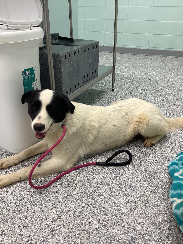 Leo, Adoptable, Young Male Terrier.