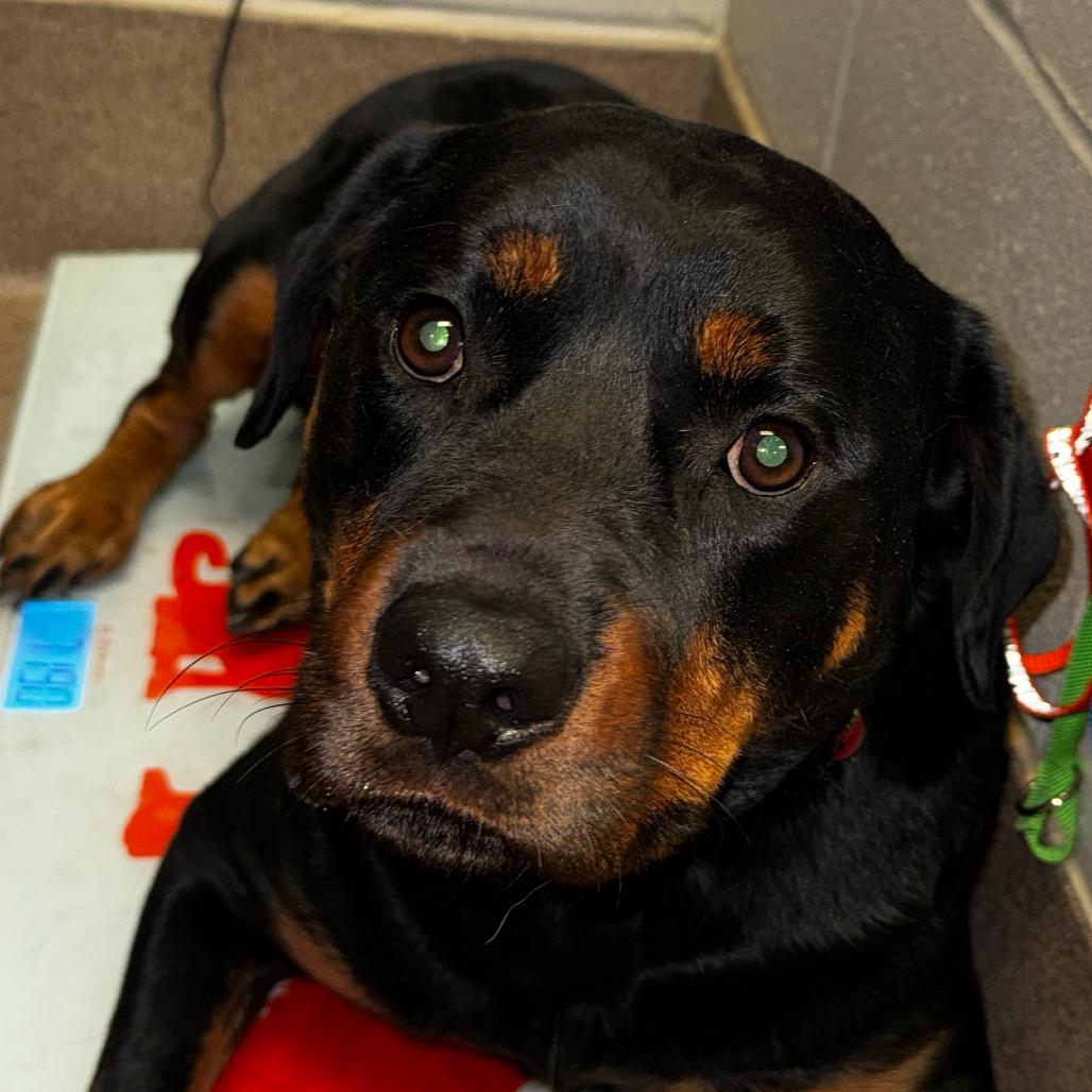 Enlarge Bronco, a Adoptable Rottweiler in Hinesville, GA image 1/1