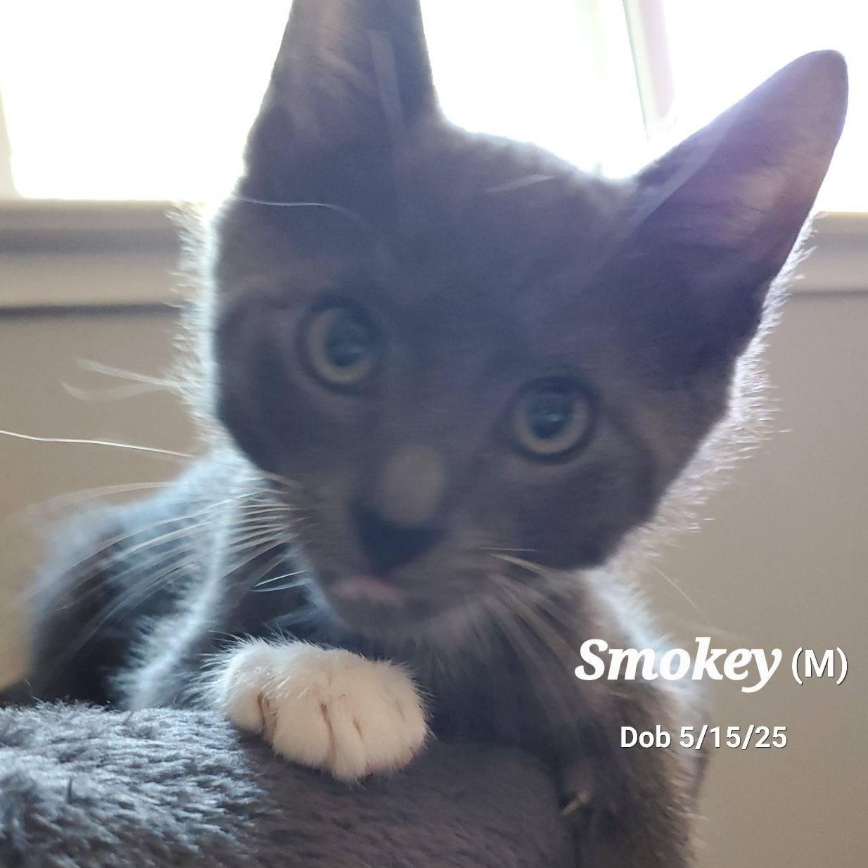 Smokey