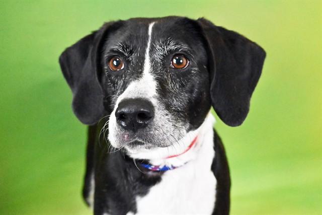 HARRIET, Adoptable, Adult Female Beagle & Mixed Breed.
