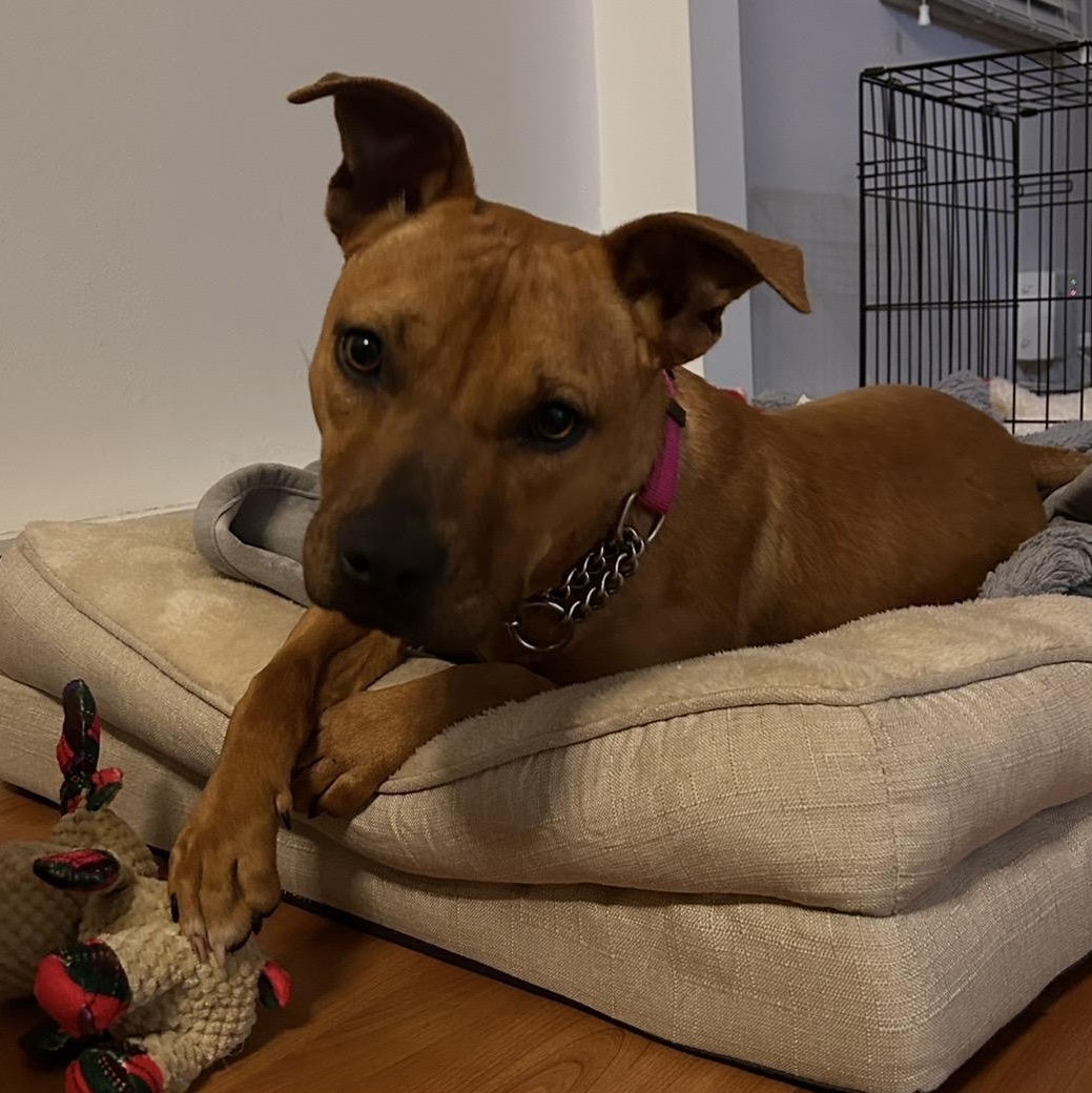 London, a ADOPTABLE mixed breed in South Plainfield, NJ image 3/6
