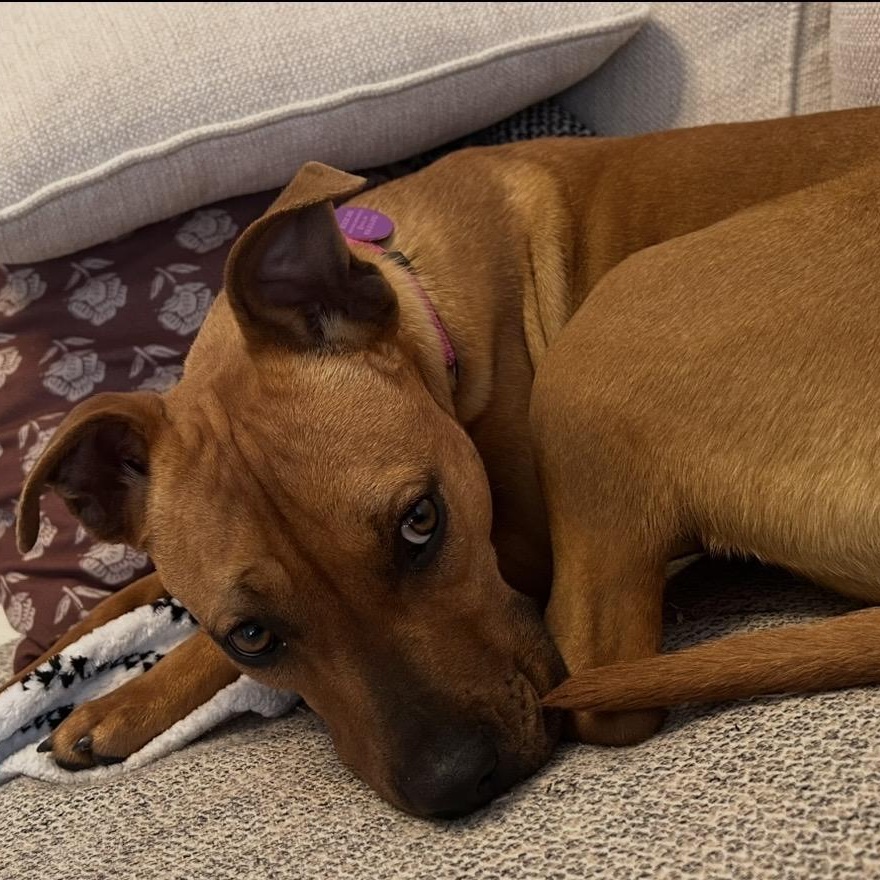 London, a ADOPTABLE mixed breed in South Plainfield, NJ image 2/6