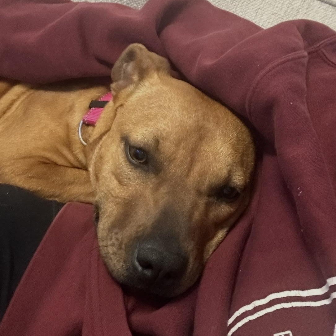 London, a ADOPTABLE mixed breed in South Plainfield, NJ image 4/6