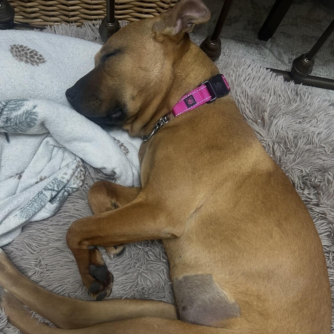 London, a ADOPTABLE mixed breed in South Plainfield, NJ image 6/6