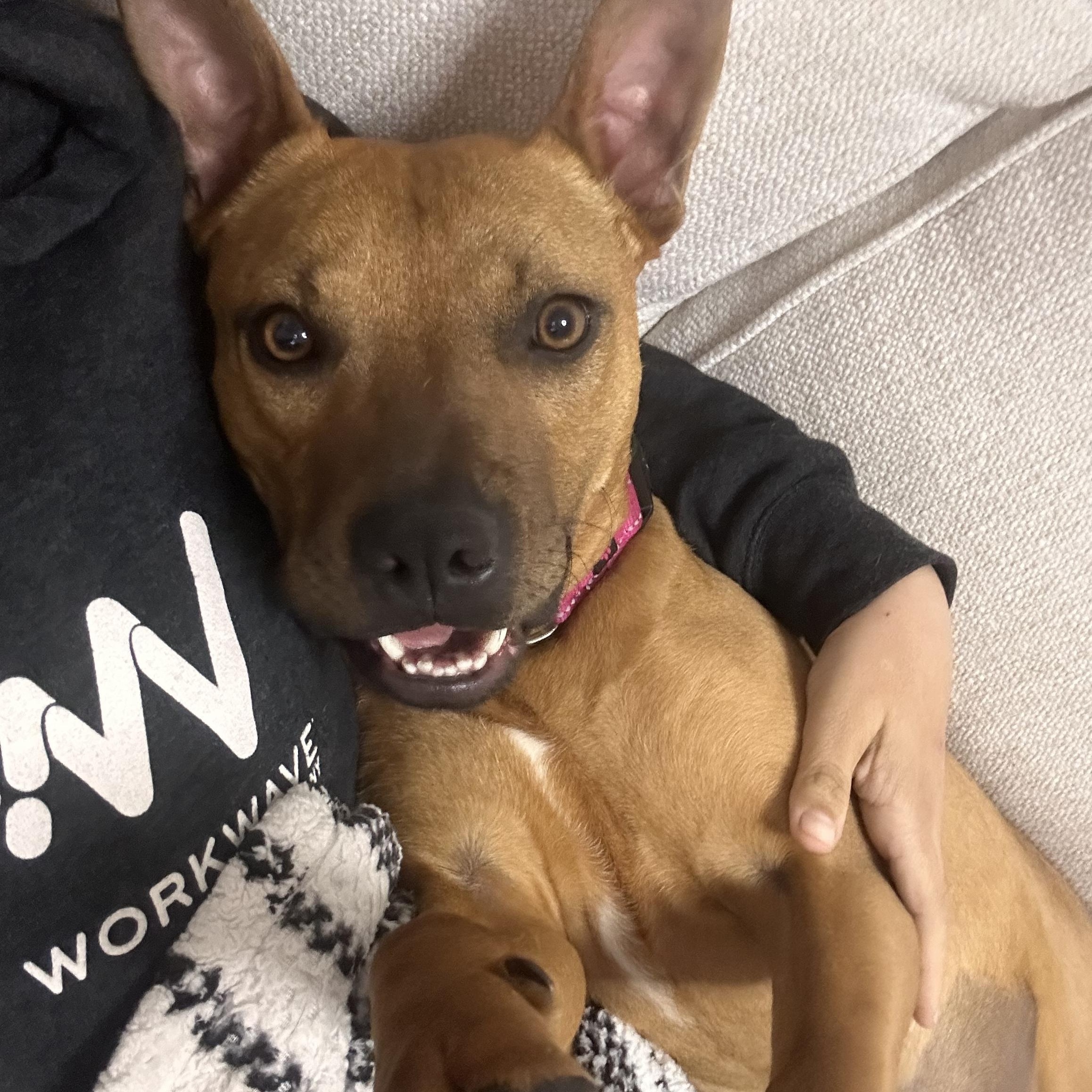 London, a ADOPTABLE mixed breed in South Plainfield, NJ image 1/6
