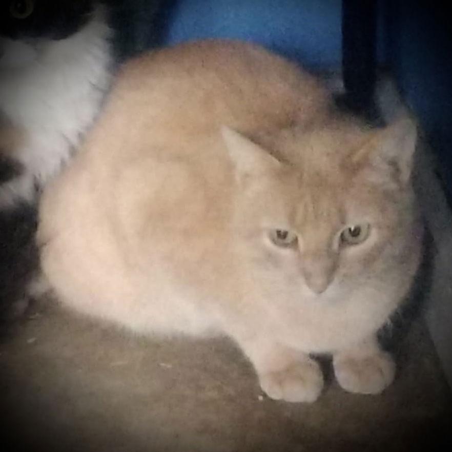Nada (Orange Male), Adoptable, Young Male Tabby & Domestic Short Hair.
