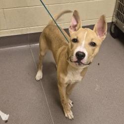 Calvin, Adoptable, Young Male Mixed Breed.