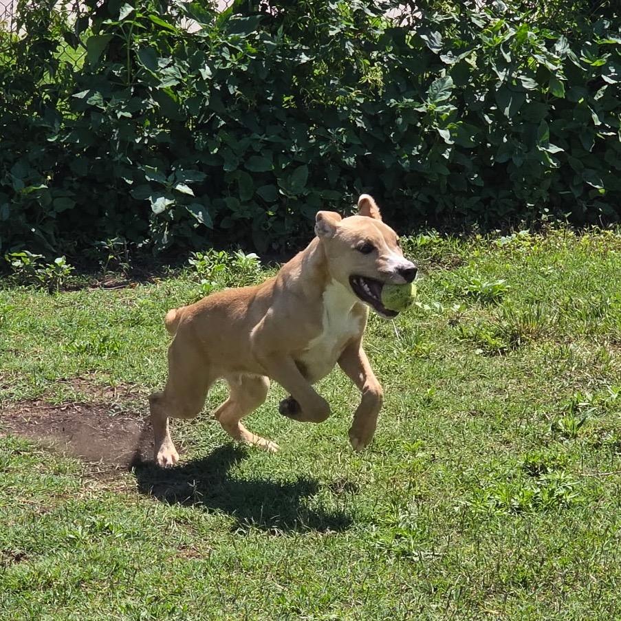 Enlarge Calvin, a Adoptable Mixed Breed in Norman, OK image 2/3