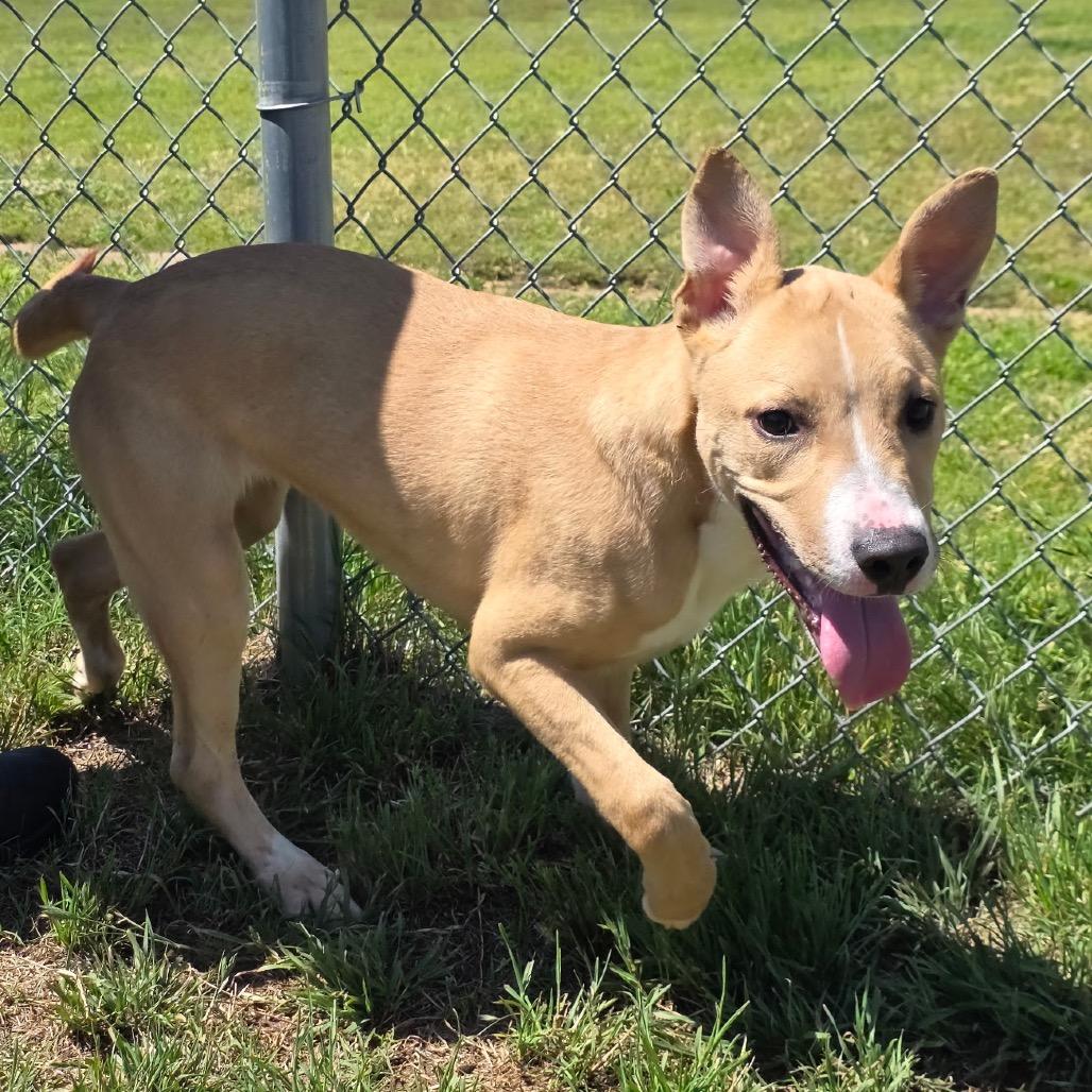 Enlarge Calvin, a Adoptable Mixed Breed in Norman, OK image 3/3