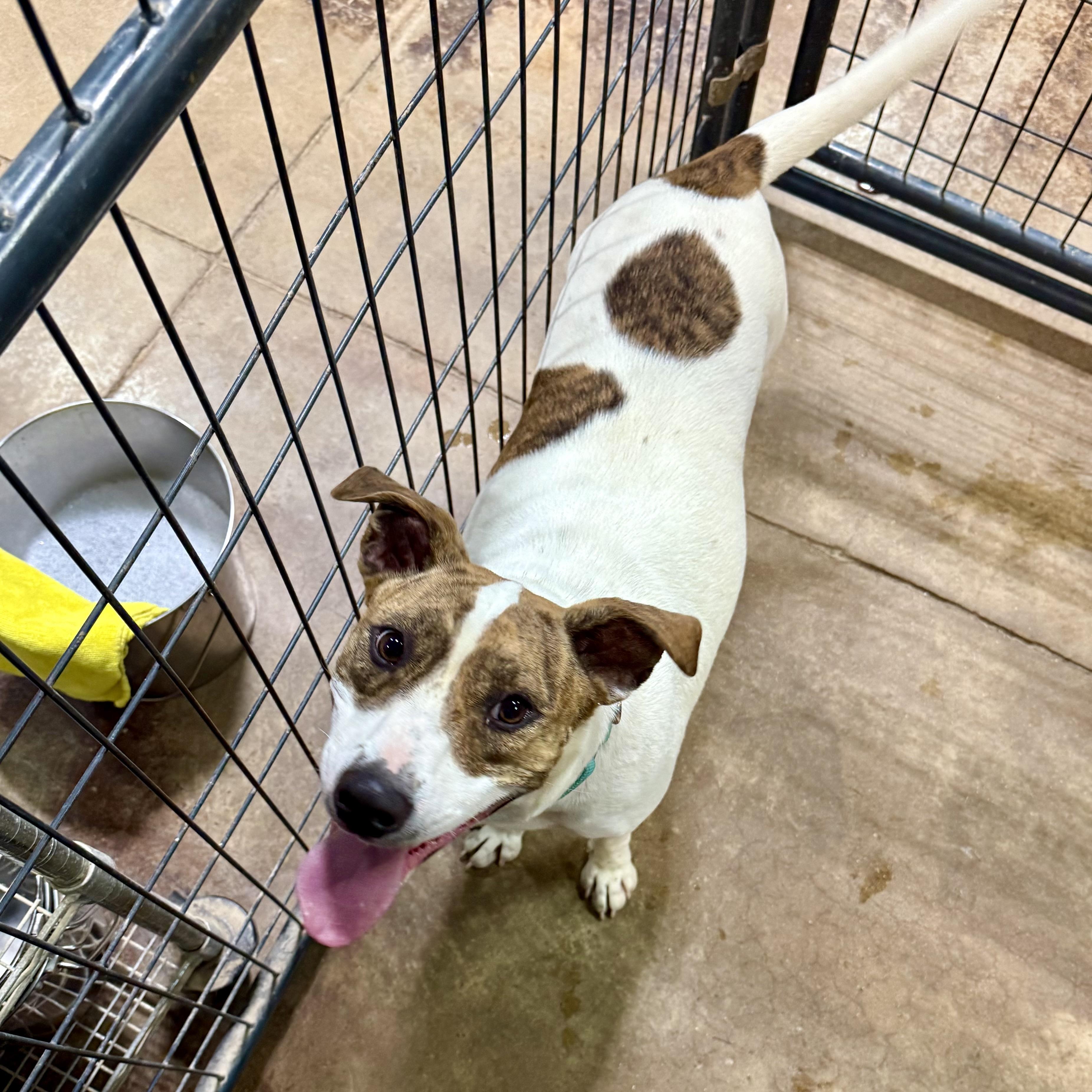 Enlarge Nyla, a Adoptable mixed breed in Gallatin, TN image 2/3