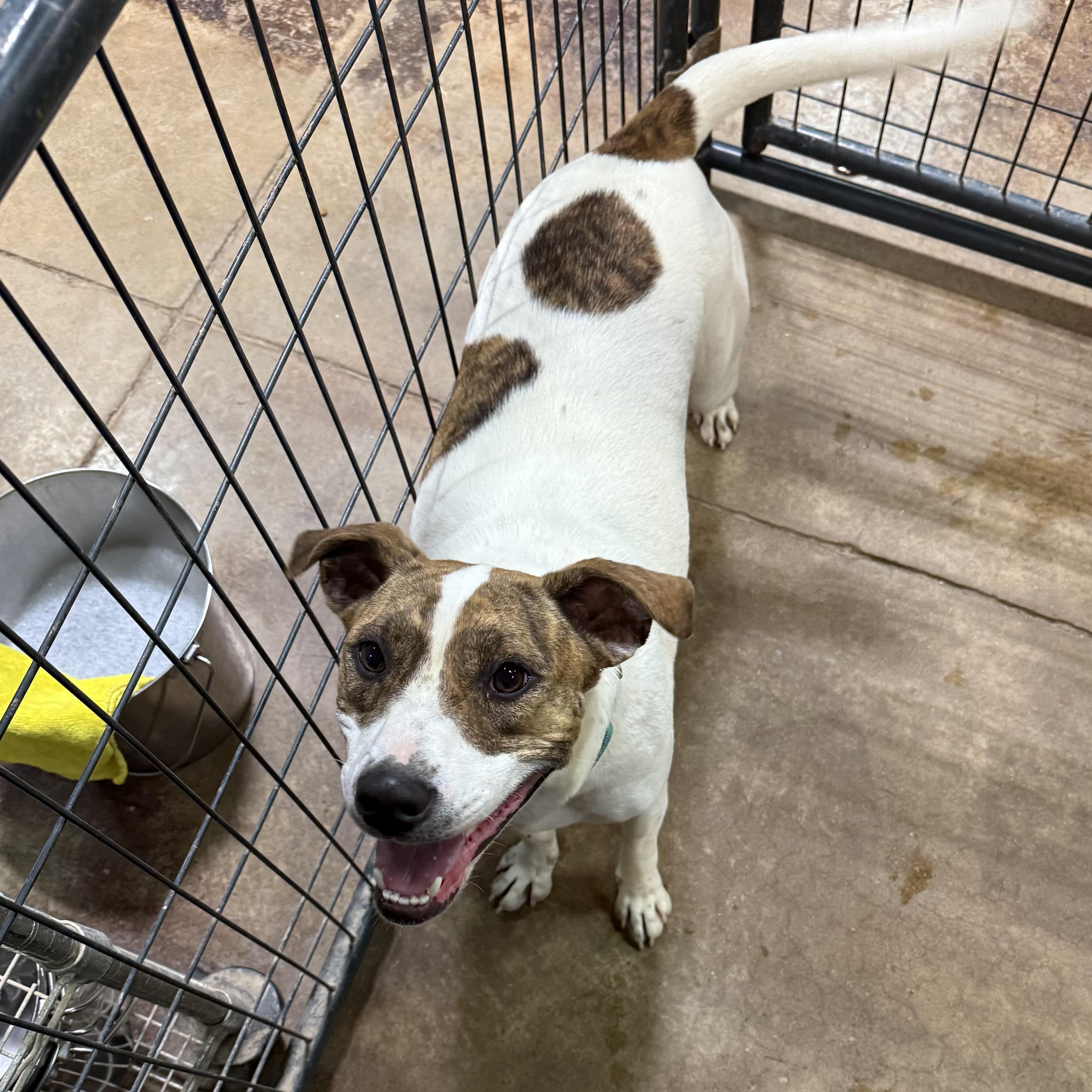 Enlarge Nyla, a Adoptable mixed breed in Gallatin, TN image 3/3
