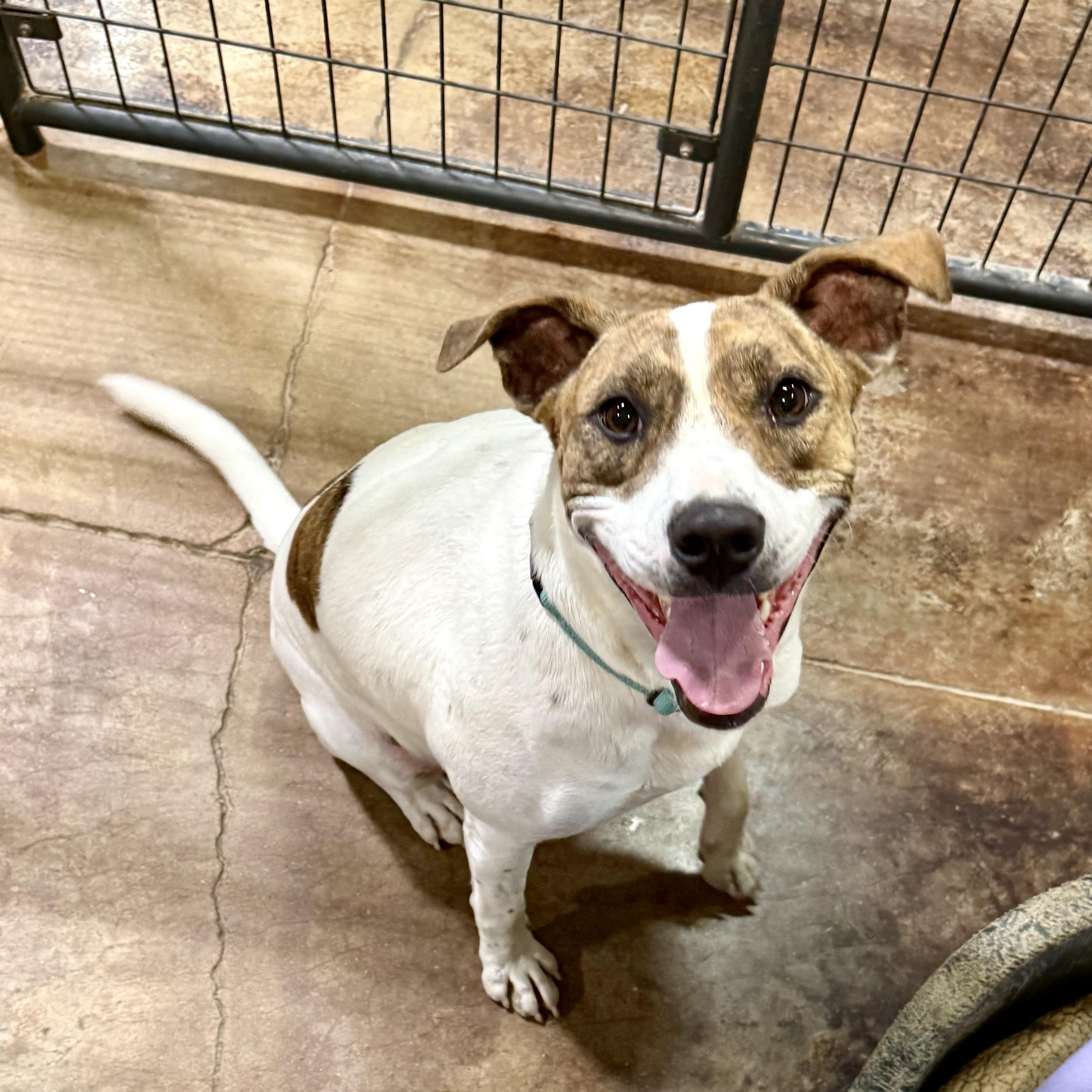 Nyla, Adoptable, Young Female Terrier & Hound.