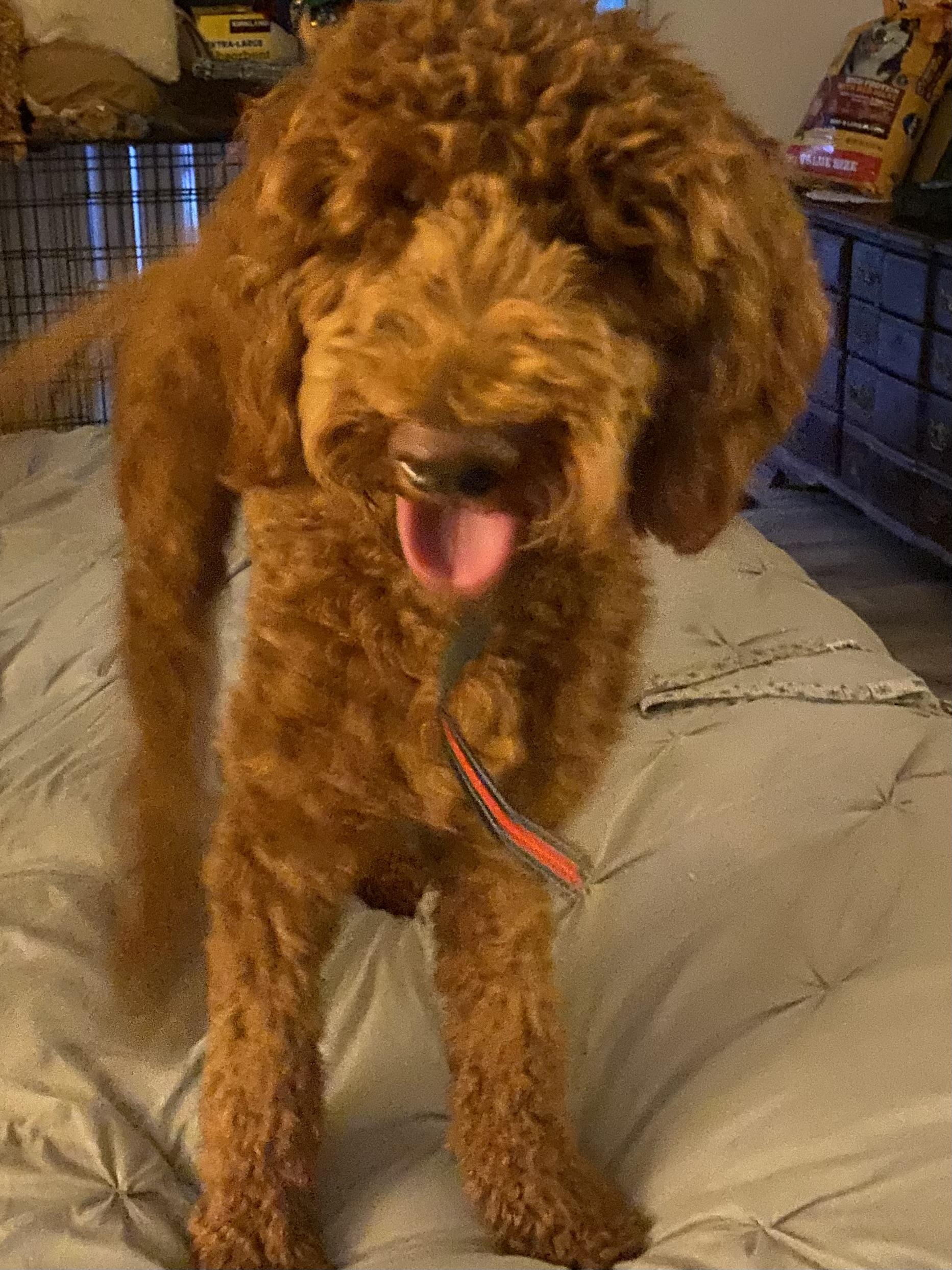 Bella, an adopted Standard Poodle in Moreno Valley, CA image 2/3