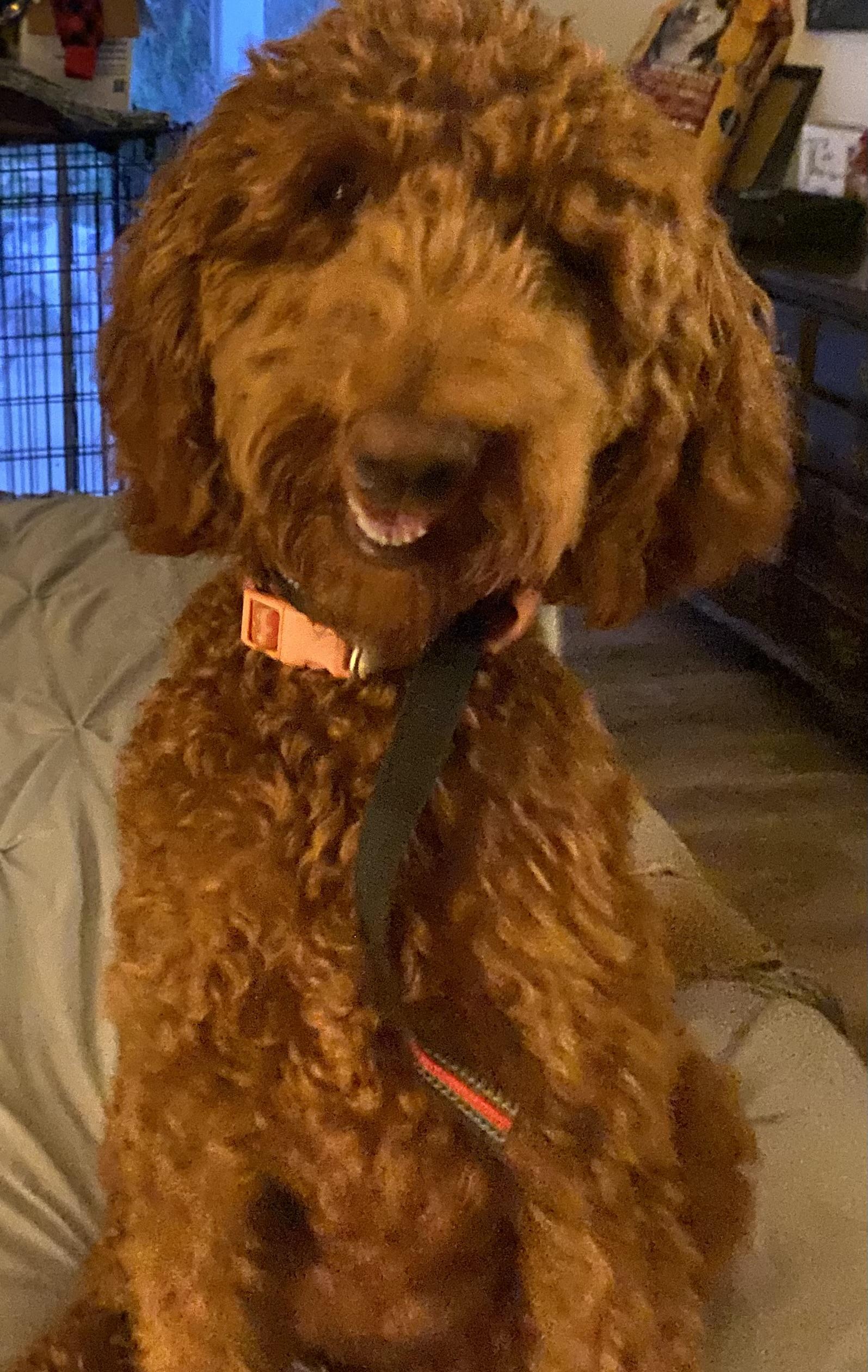 Bella, an adopted Standard Poodle in Moreno Valley, CA image 1/3