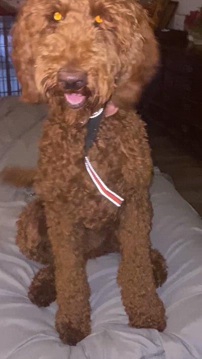Enlarge Bella, an adopted Standard Poodle in Moreno Valley, CA video 3/3