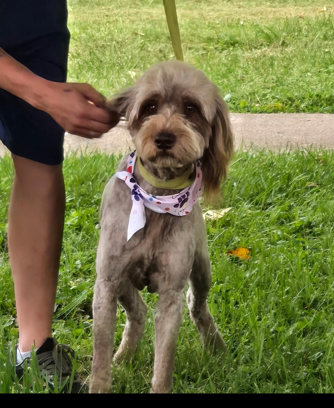 Sally cs, a ADOPTABLE mixed breed in Columbia, MD image 1/2