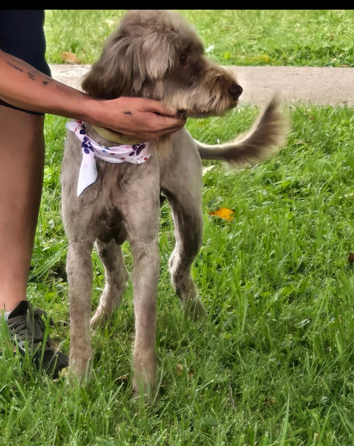 Sally cs, a ADOPTABLE mixed breed in Columbia, MD image 2/2