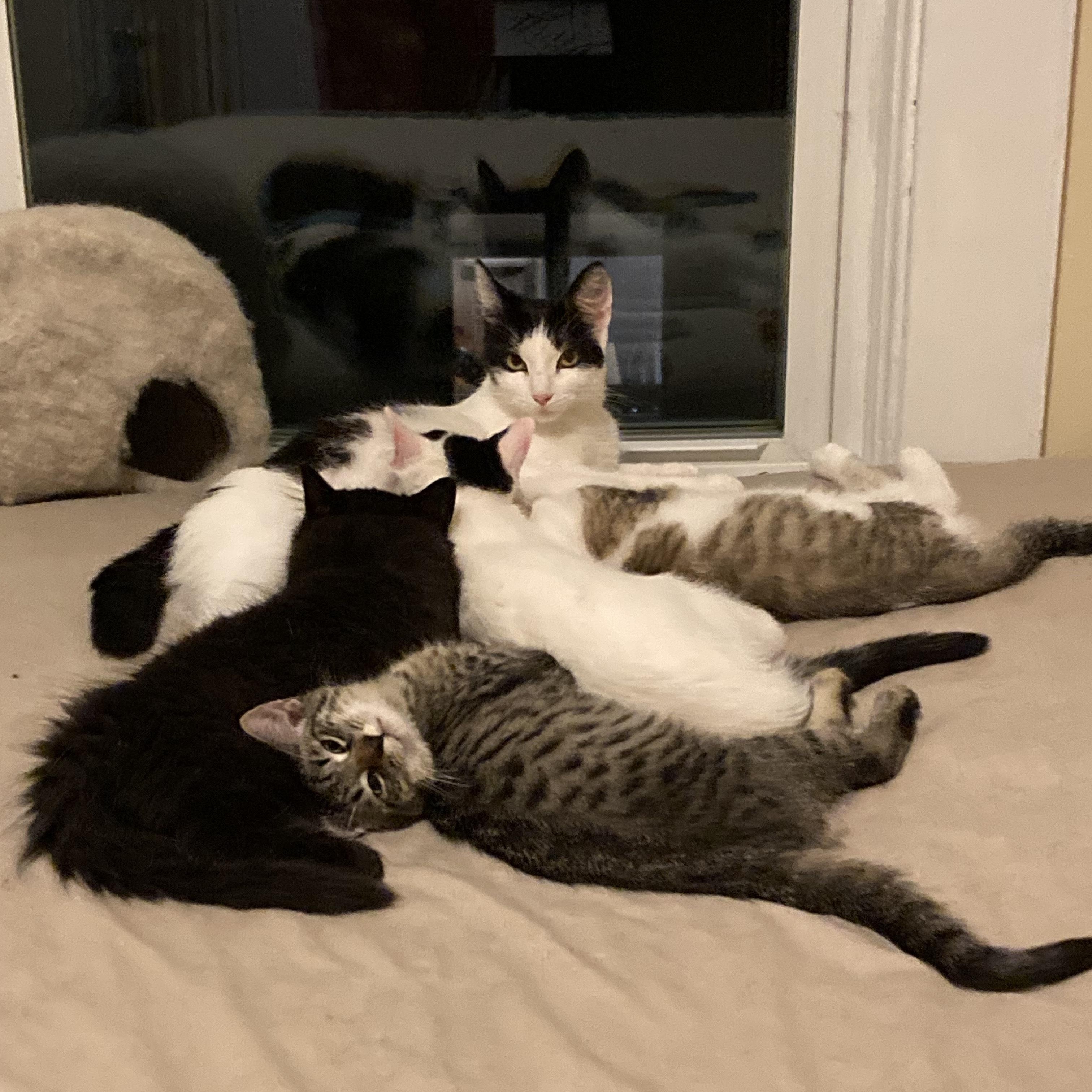Enlarge Margarita & her kittens, a Adoptable Domestic Short Hair in Waltham, MA image 1/6