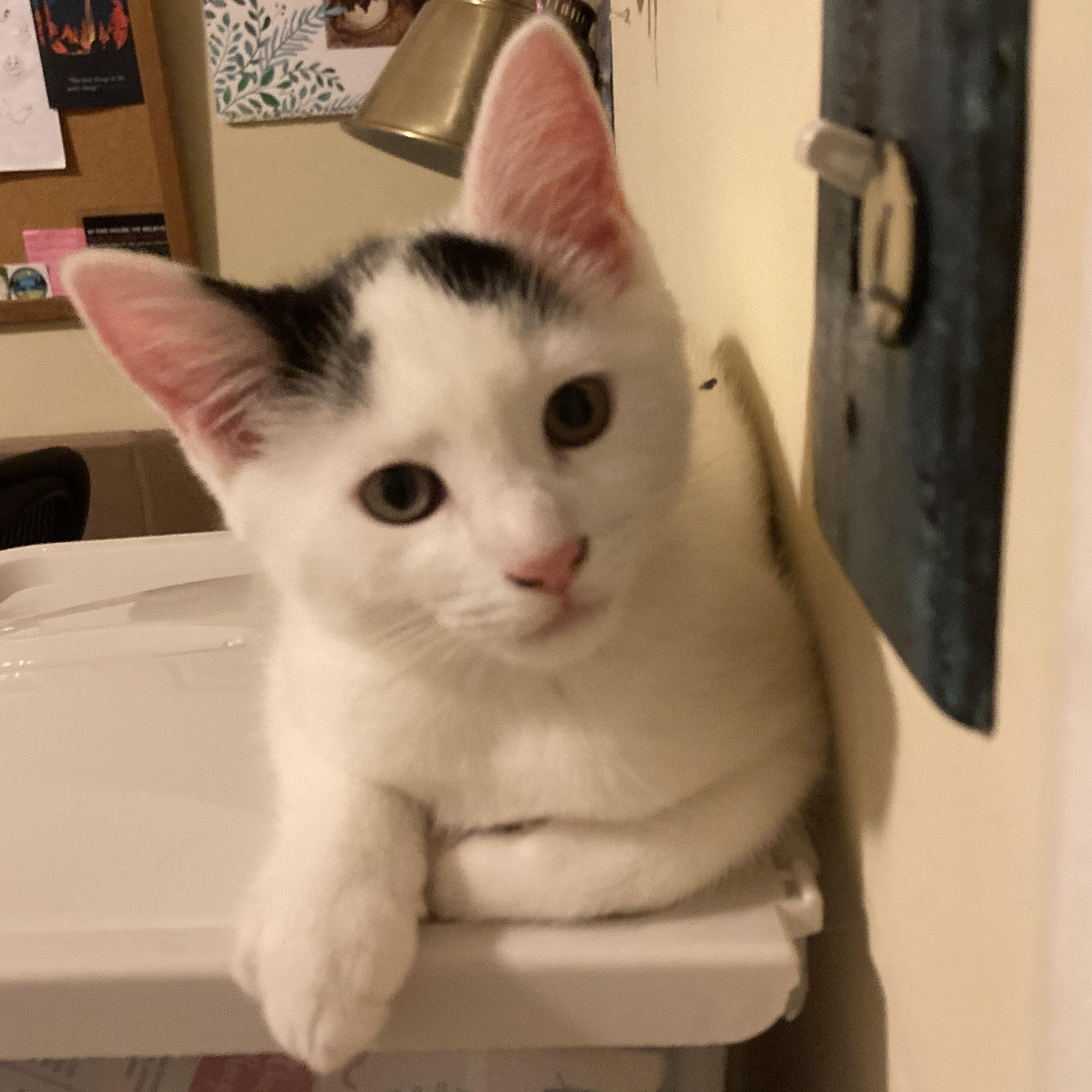 Enlarge Margarita & her kittens, a Adoptable Domestic Short Hair in Waltham, MA image 5/6