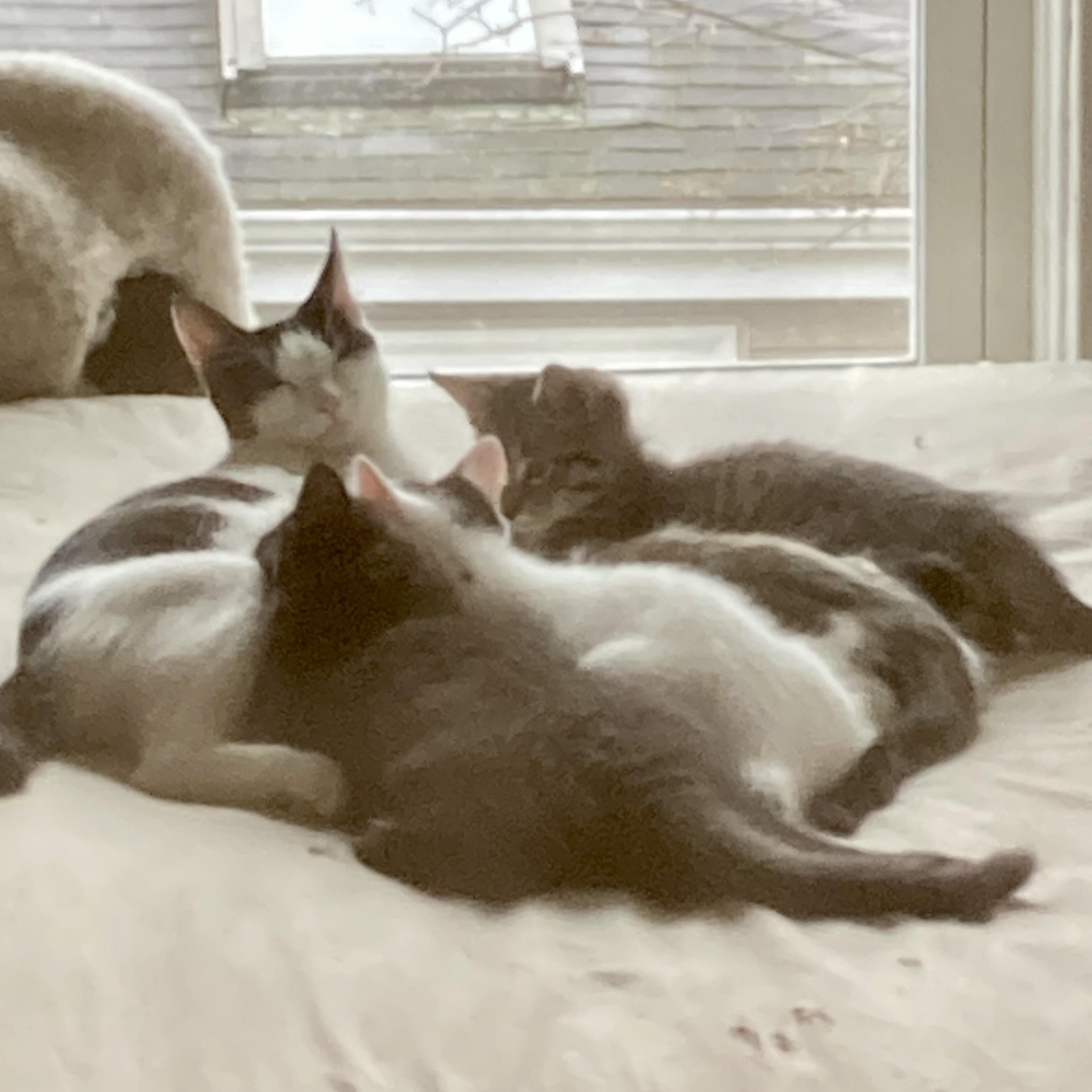 Enlarge Margarita & her kittens, a Adoptable Domestic Short Hair in Waltham, MA image 4/6