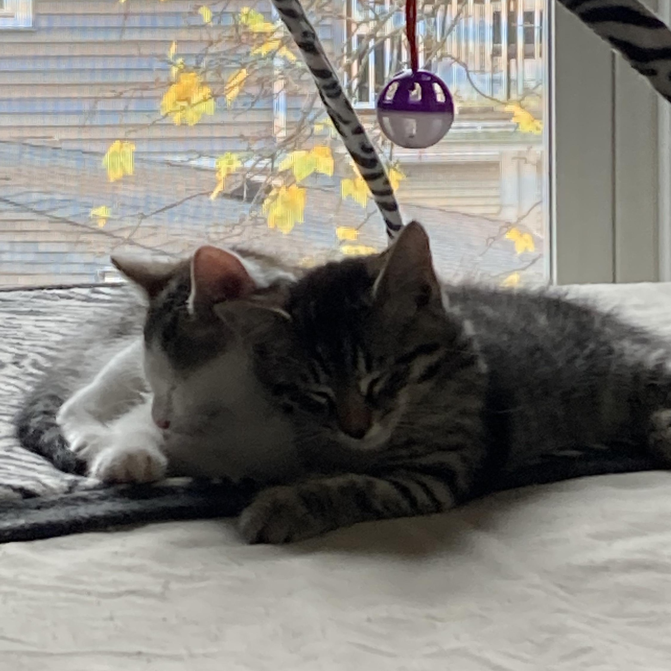 Enlarge Margarita & her kittens, a Adoptable Domestic Short Hair in Waltham, MA image 3/6