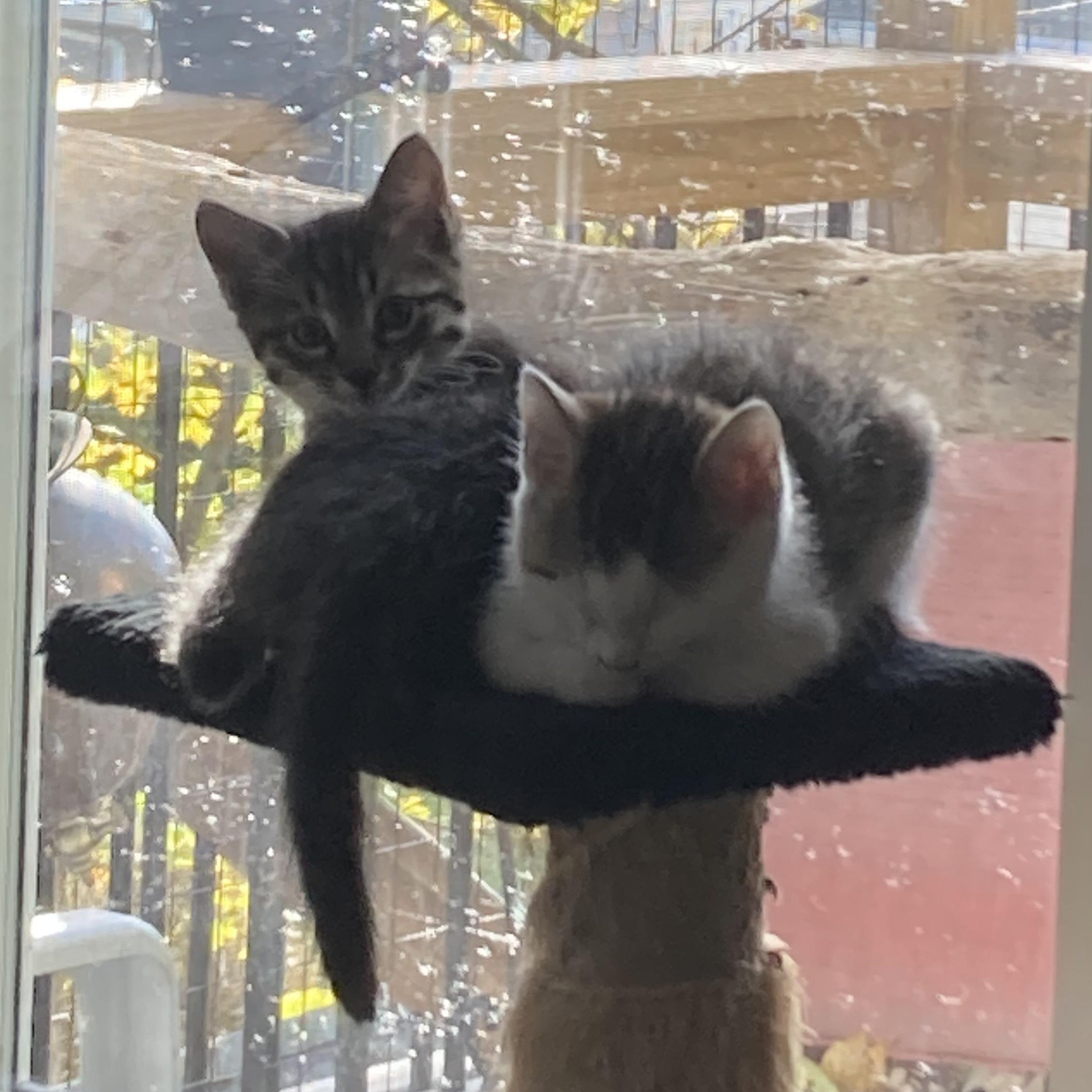 Enlarge Margarita & her kittens, a Adoptable Domestic Short Hair in Waltham, MA image 6/6