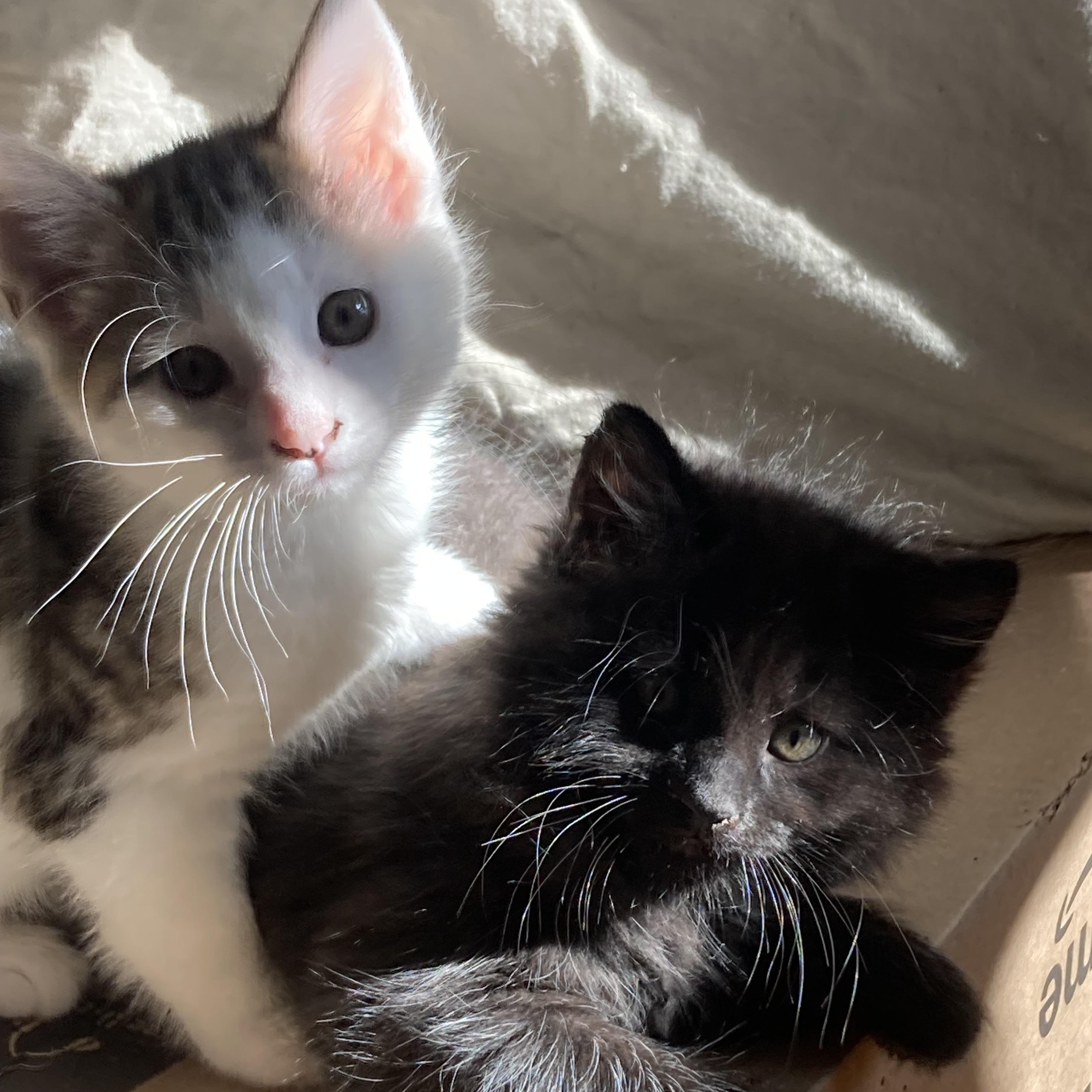 Enlarge Margarita & her kittens, a Adoptable Domestic Short Hair in Waltham, MA image 2/6