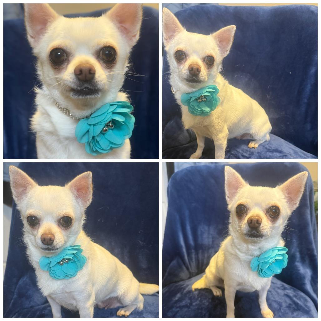 Latte, adopted, Adult Female Chihuahua.
