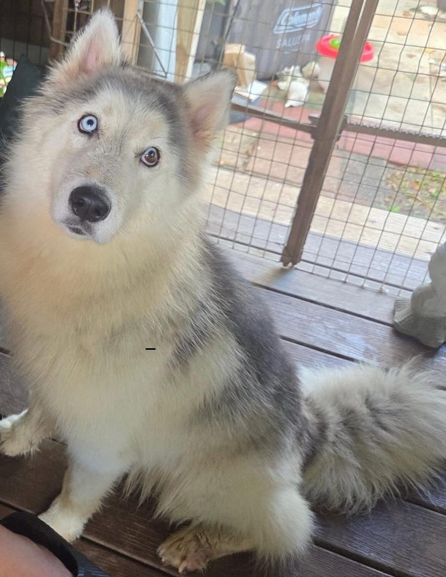 Elsa, Adoptable, Young Female Siberian Husky.