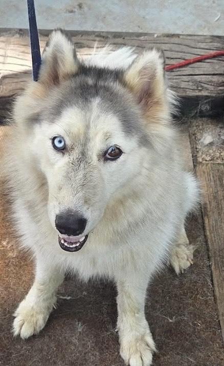 Elsa, a Adoptable Siberian Husky in Lakeland, FL image 3/5