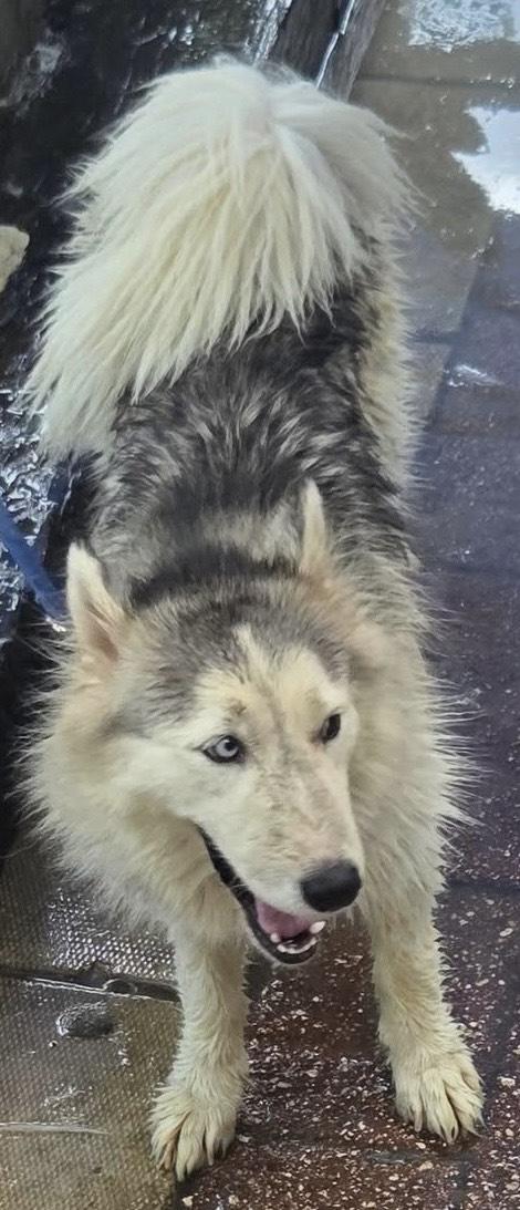 Elsa, a Adoptable Siberian Husky in Lakeland, FL image 4/5