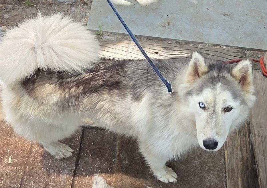 Elsa, a Adoptable Siberian Husky in Lakeland, FL image 5/5