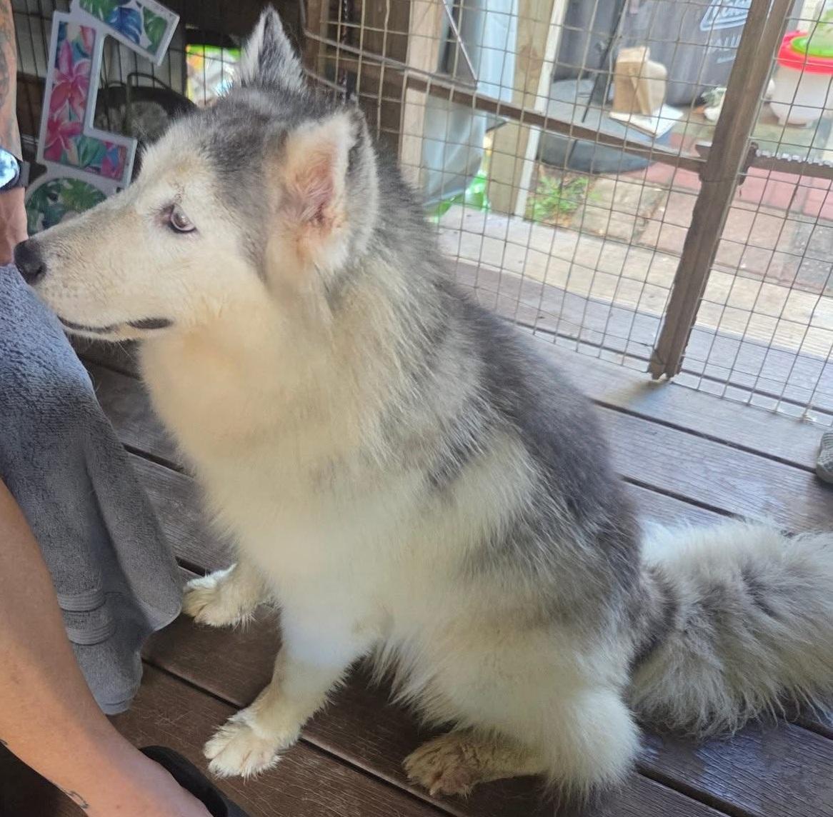 Elsa, a Adoptable Siberian Husky in Lakeland, FL image 2/5