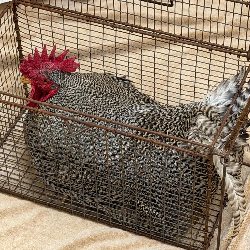 Cluck Norris, Adoptable, Young Male Chicken.