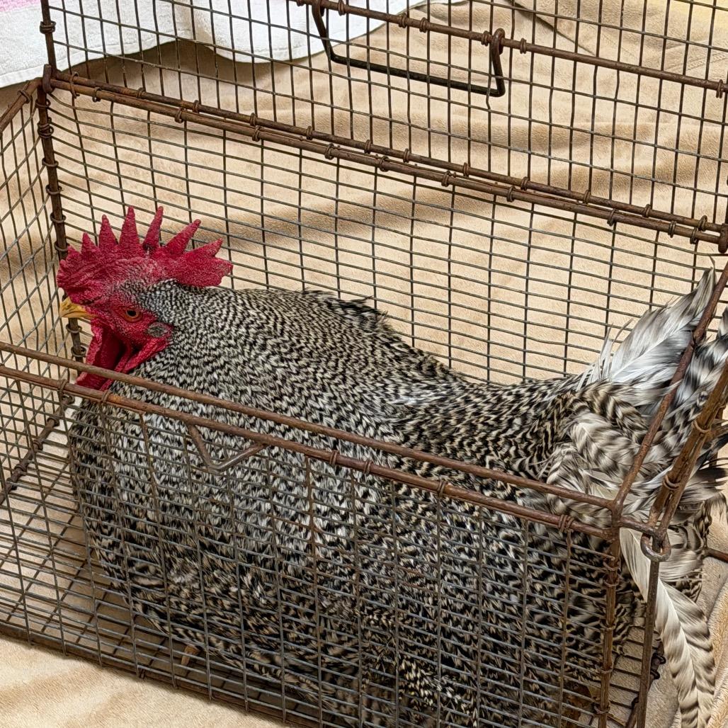 Enlarge Cluck Norris, a Adoptable Chicken in Winston-Salem, NC image 2/2