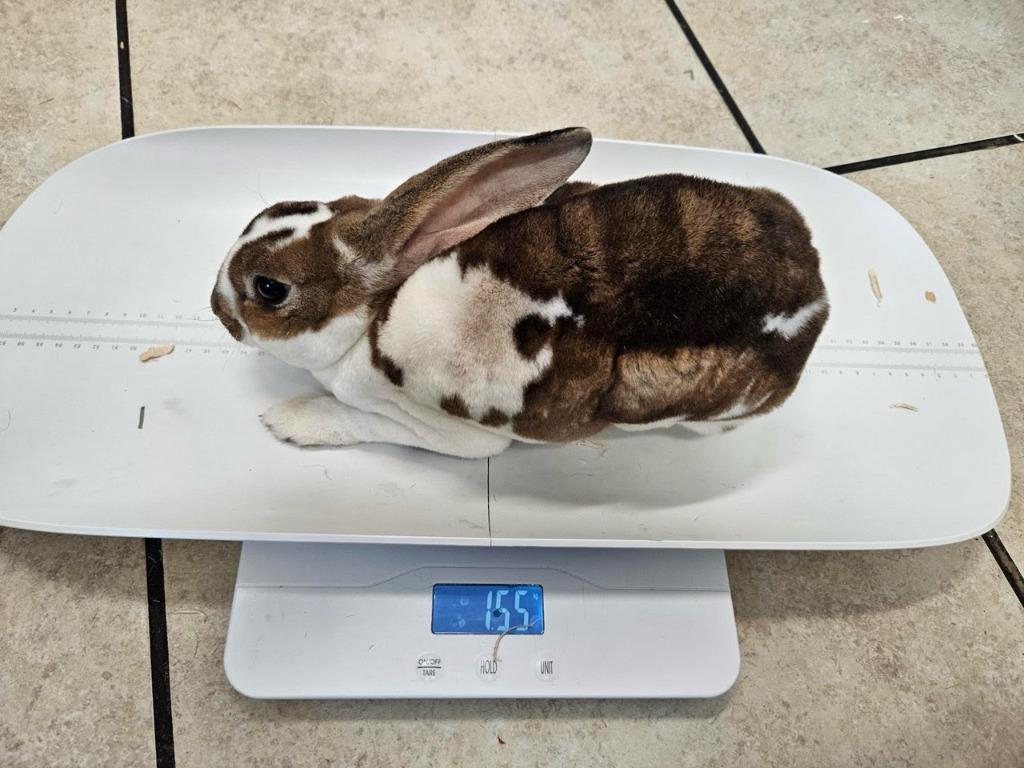 Fuzz Aldrin, Adoptable, Young Male Mini Rex.