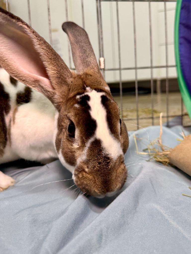 Fuzz Aldrin, Adoptable, Young Male Mini Rex.