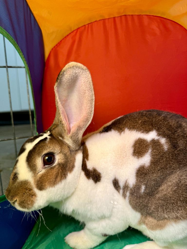 Enlarge Fuzz Aldrin, a Adoptable Mini Rex in Pflugerville, TX image 2/6