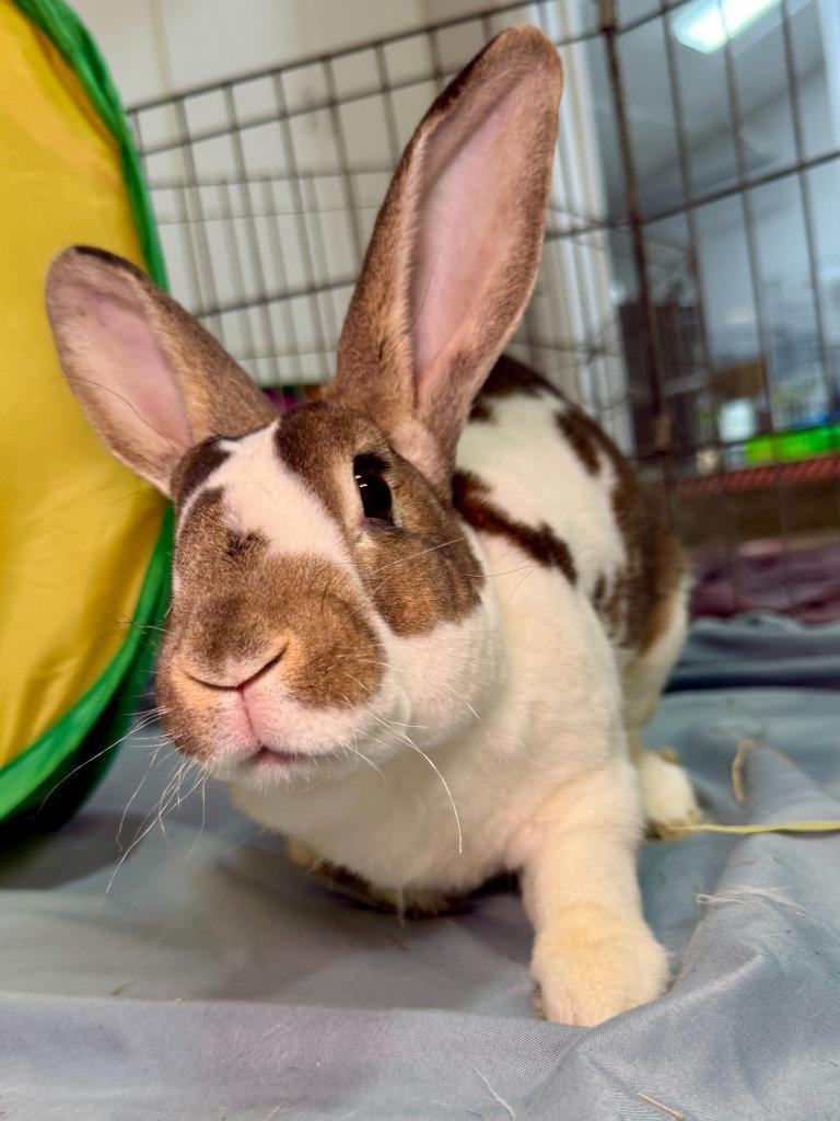 Enlarge Fuzz Aldrin, a Adoptable Mini Rex in Pflugerville, TX image 3/6