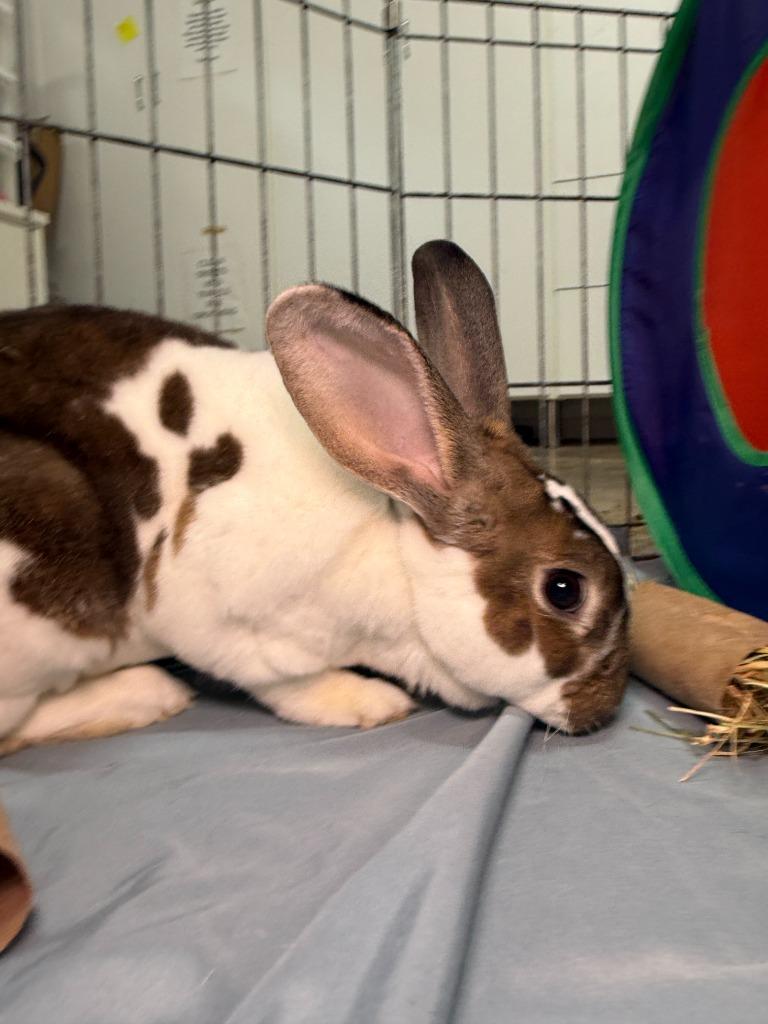Enlarge Fuzz Aldrin, a Adoptable Mini Rex in Pflugerville, TX image 5/6