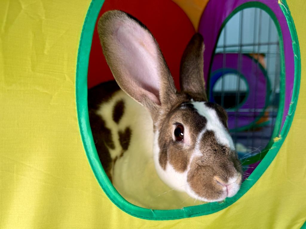 Enlarge Fuzz Aldrin, a Adoptable Mini Rex in Pflugerville, TX image 6/6