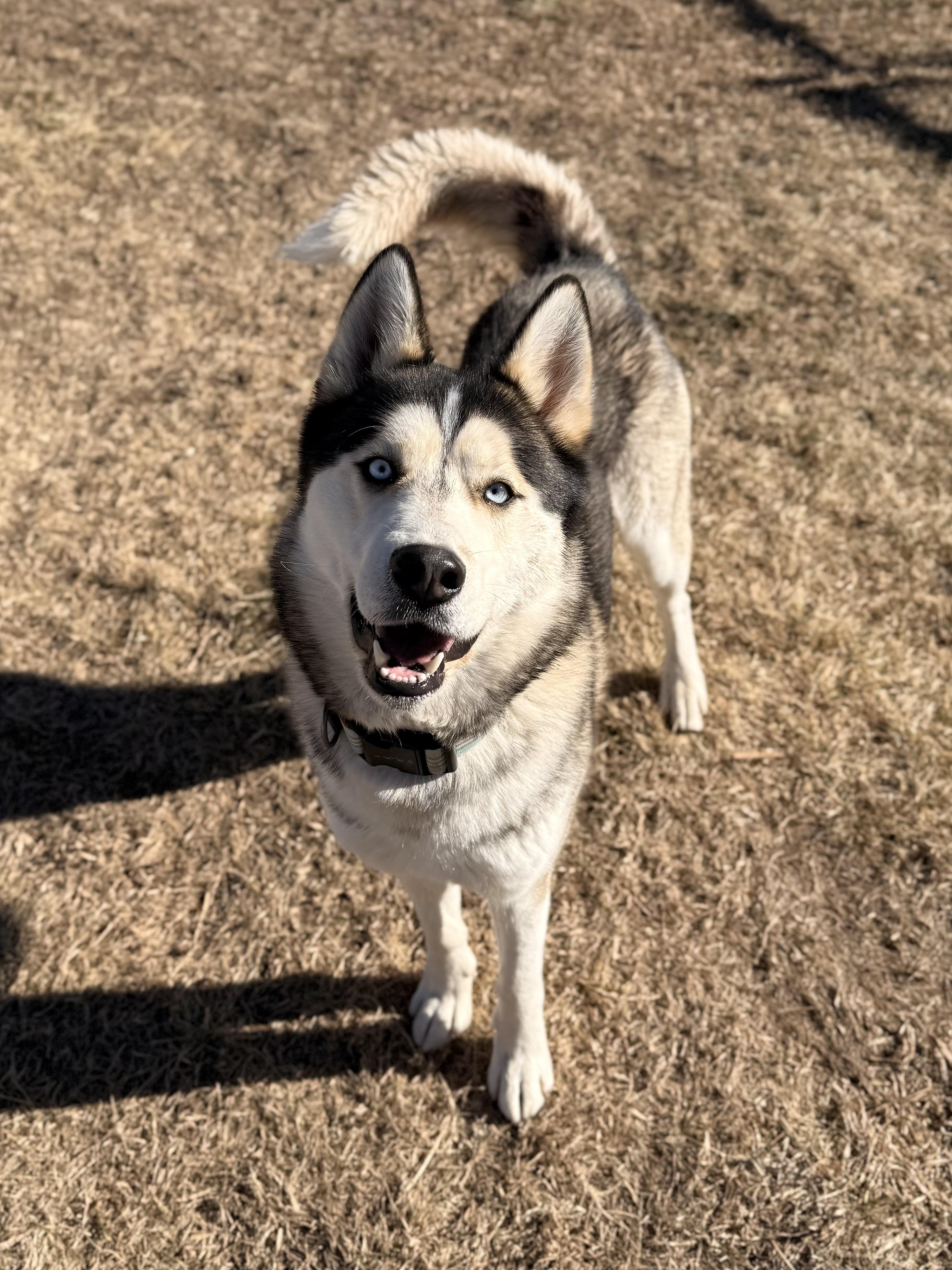 Roscoe, a ADOPTABLE mixed breed in Eagle, CO image 3/6