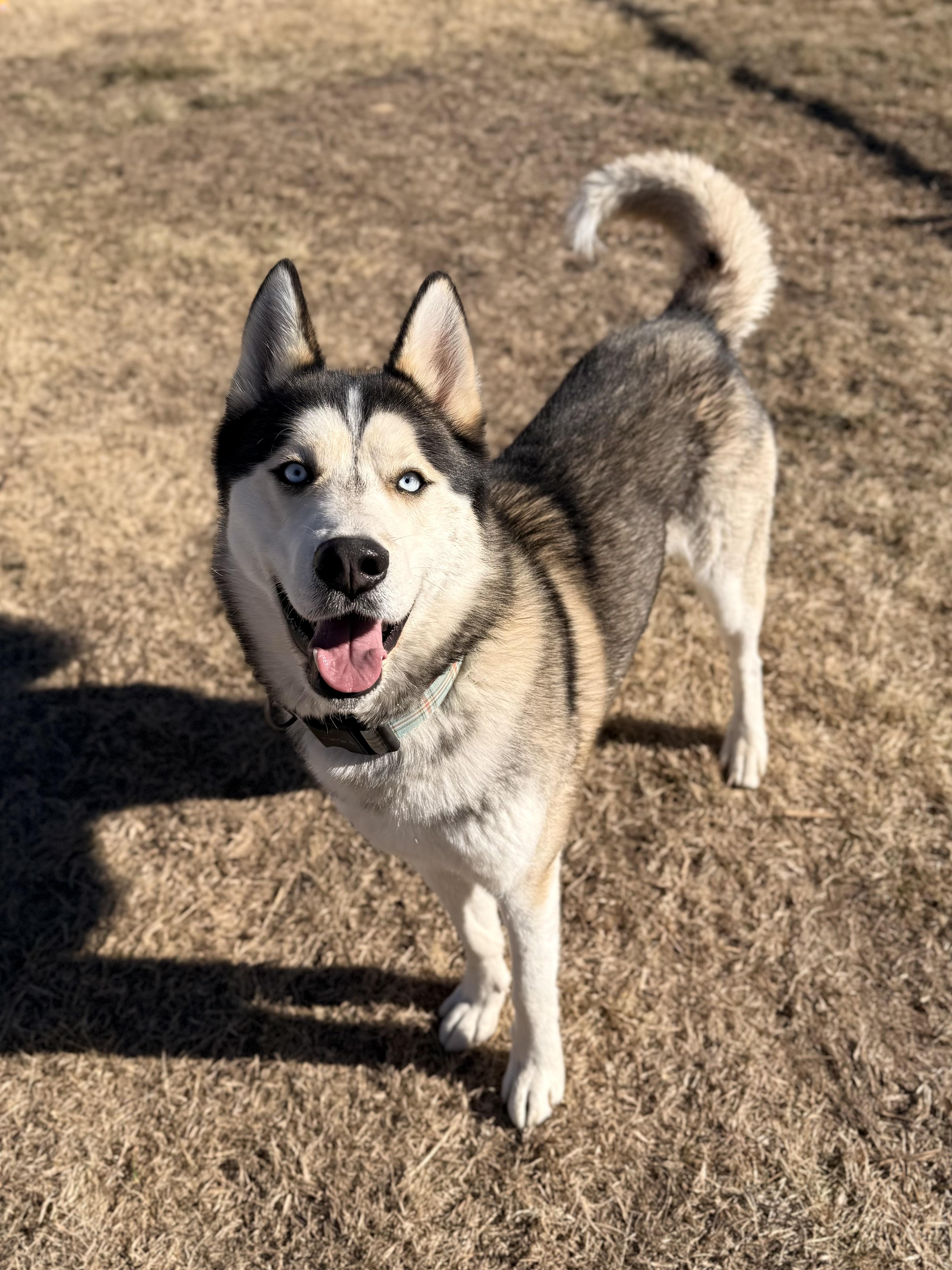 Roscoe, a ADOPTABLE mixed breed in Eagle, CO image 2/6