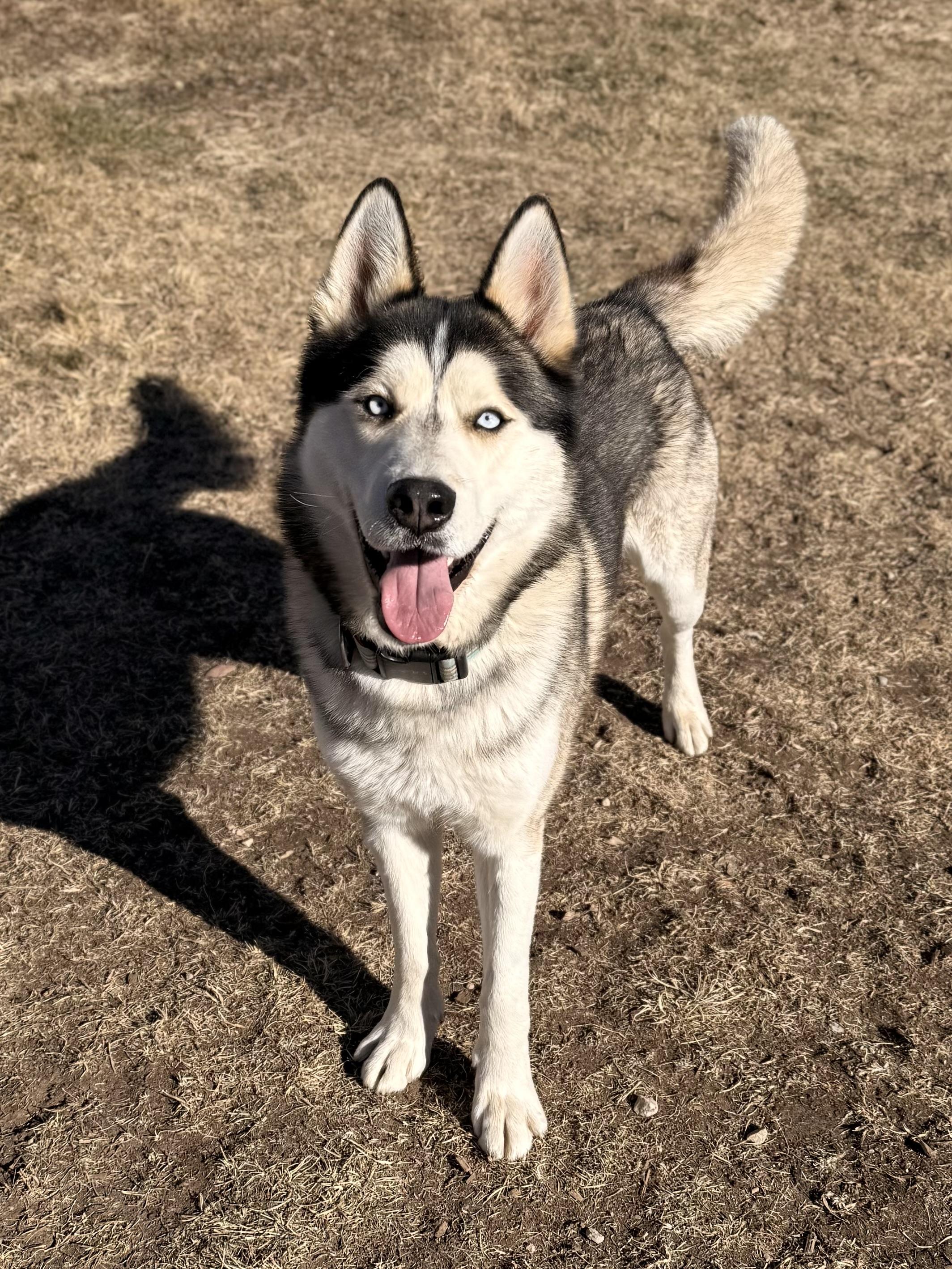 Roscoe, a ADOPTABLE mixed breed in Eagle, CO image 6/6