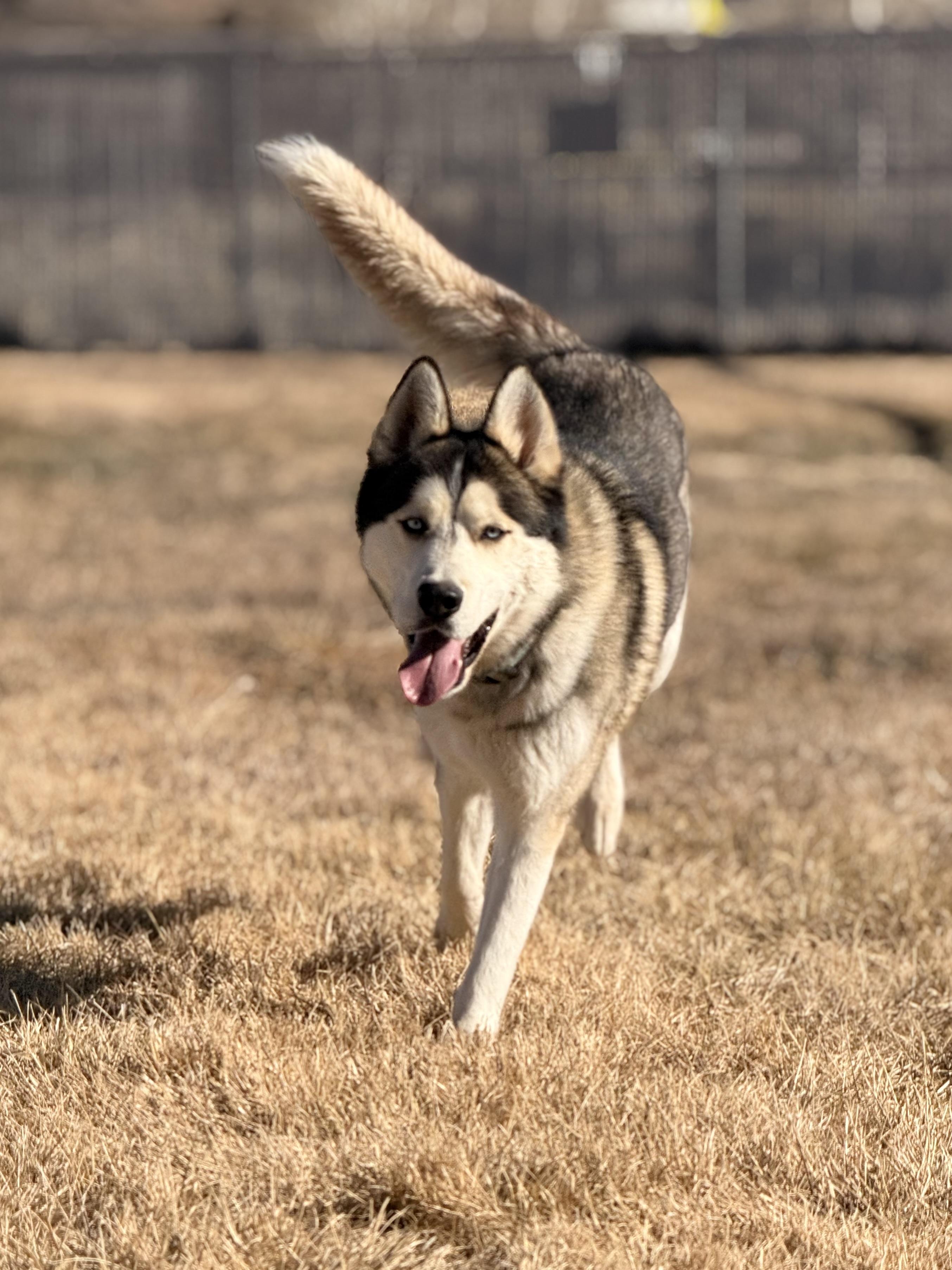Roscoe, a ADOPTABLE mixed breed in Eagle, CO image 5/6