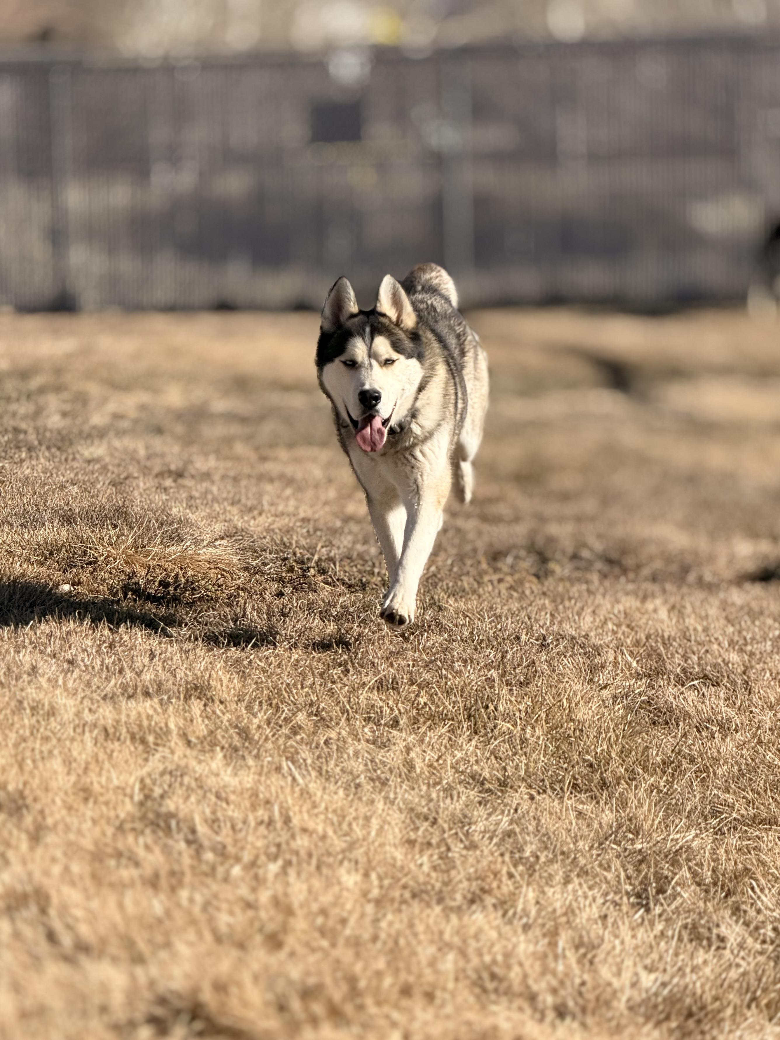 Roscoe, a ADOPTABLE mixed breed in Eagle, CO image 4/6