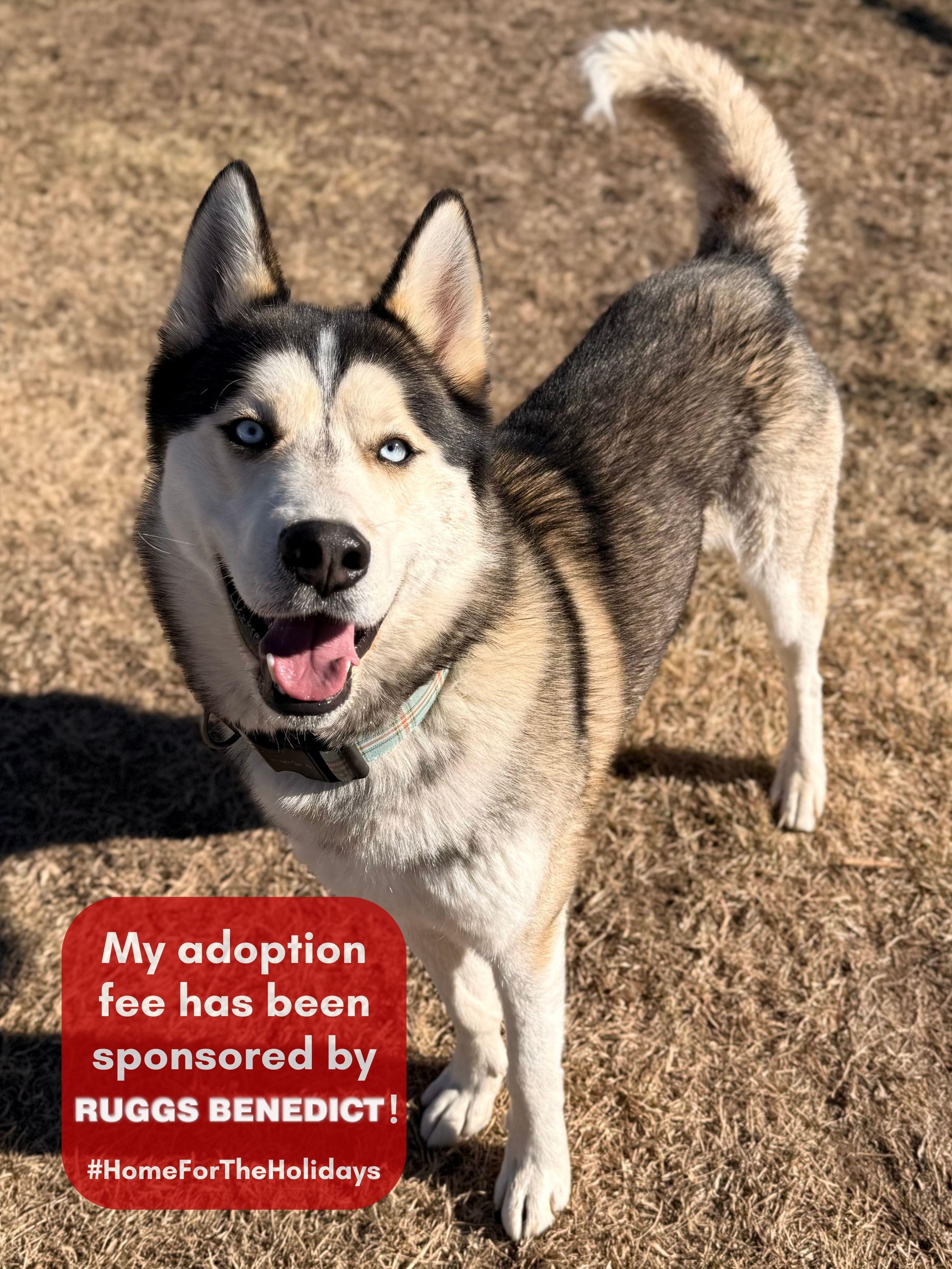 Roscoe, ADOPTABLE, Adult Male Siberian Husky & Husky.