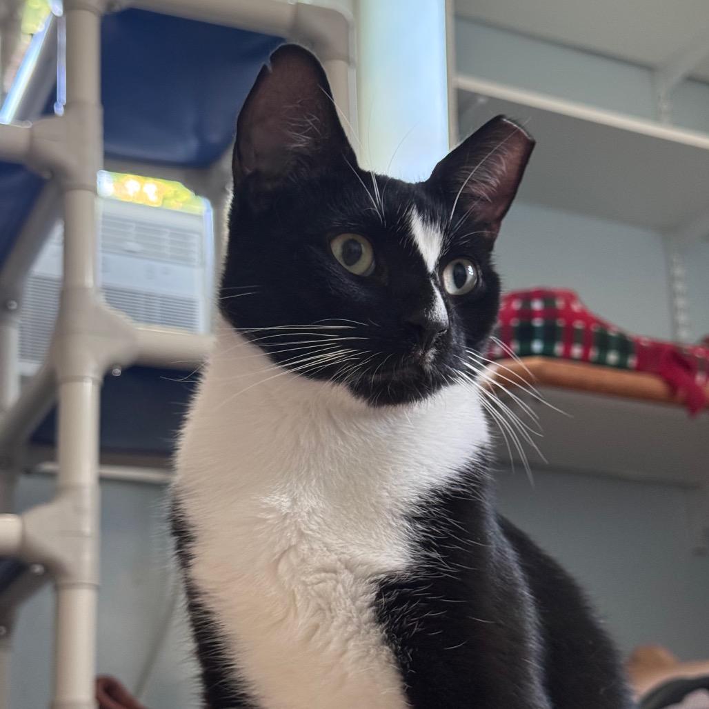 Mork, Adoptable, Adult Male Domestic Short Hair.