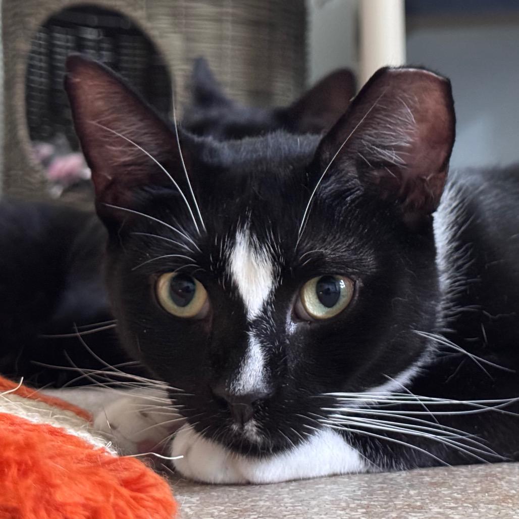 Enlarge Mork, a Adoptable Domestic Short Hair in Salisbury, MA image 2/4